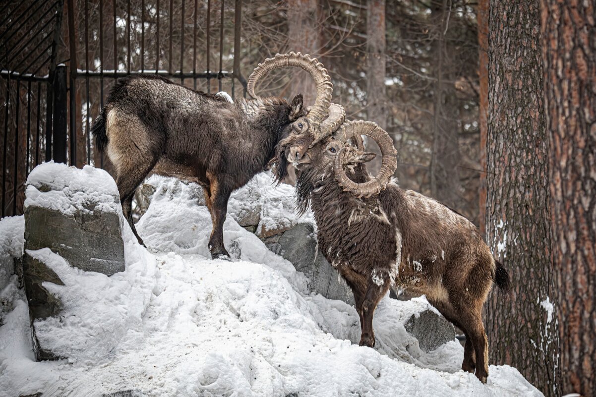 *** - Елена Черненко