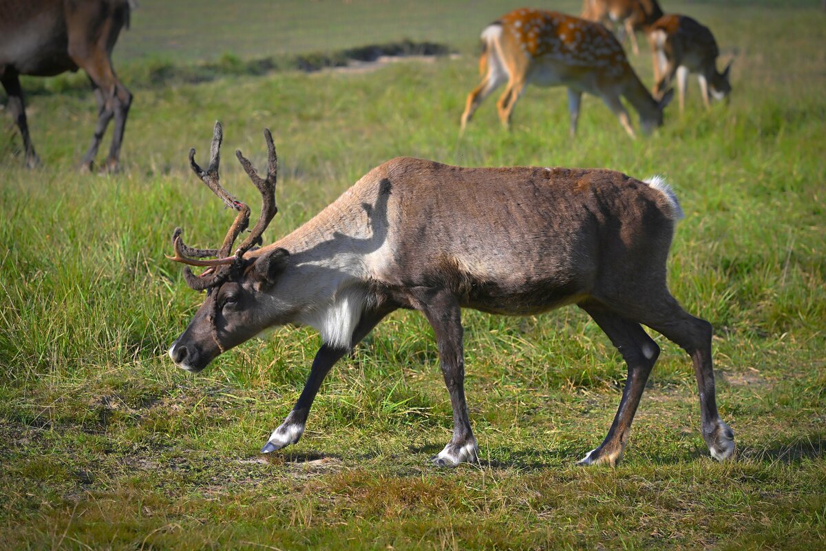 Козочки отвернулись и боевой,гордый олень загрустил - Николай Соколухин