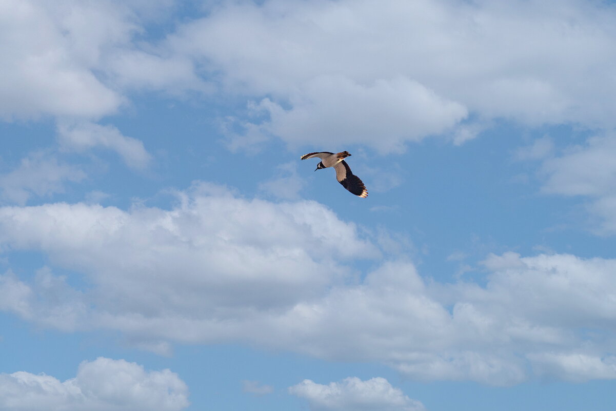 Чибис. - Анатолий. Chesnavik.