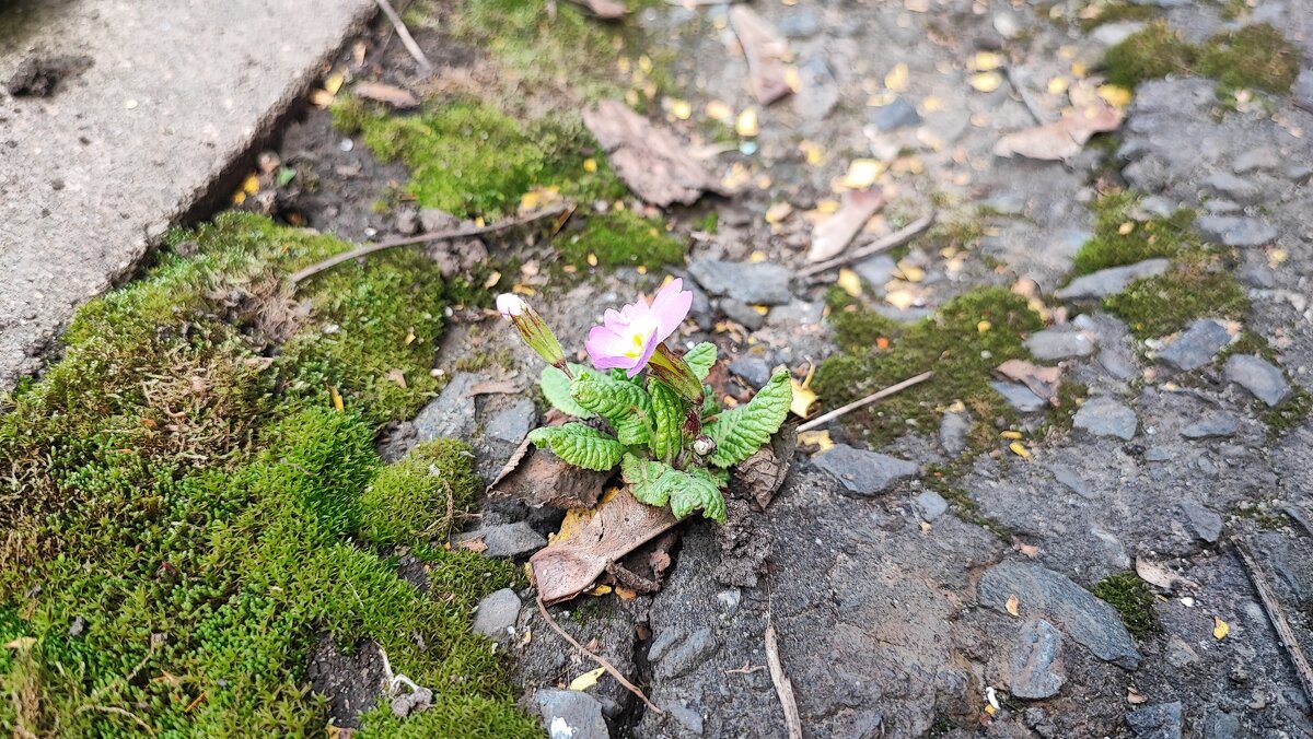 ,,, - Сергей Тимоновский
