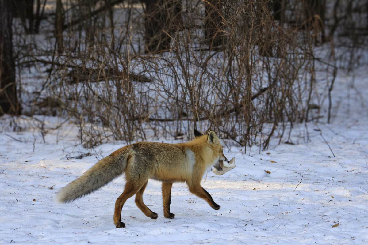 Лисице как-то Бог послал кусочек сала - Валерий 