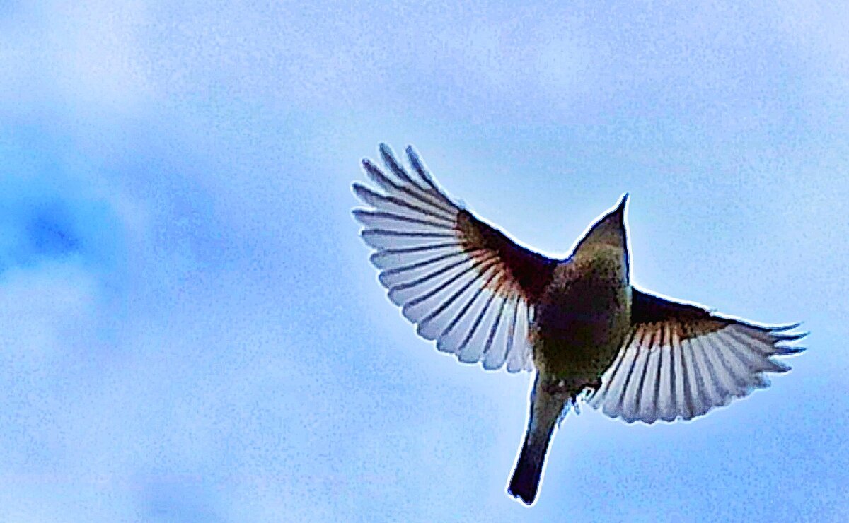 Международный день птиц! - veilins veilins