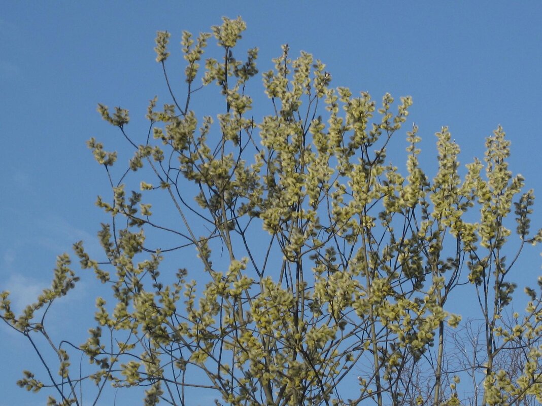 Зеленеют деревья весной - Дмитрий Никитин