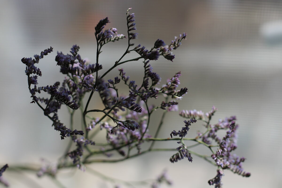 ... - Ирина Лесиканич