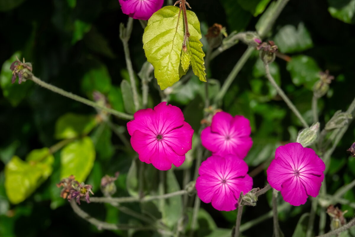 О цветах... - Николай Гирш