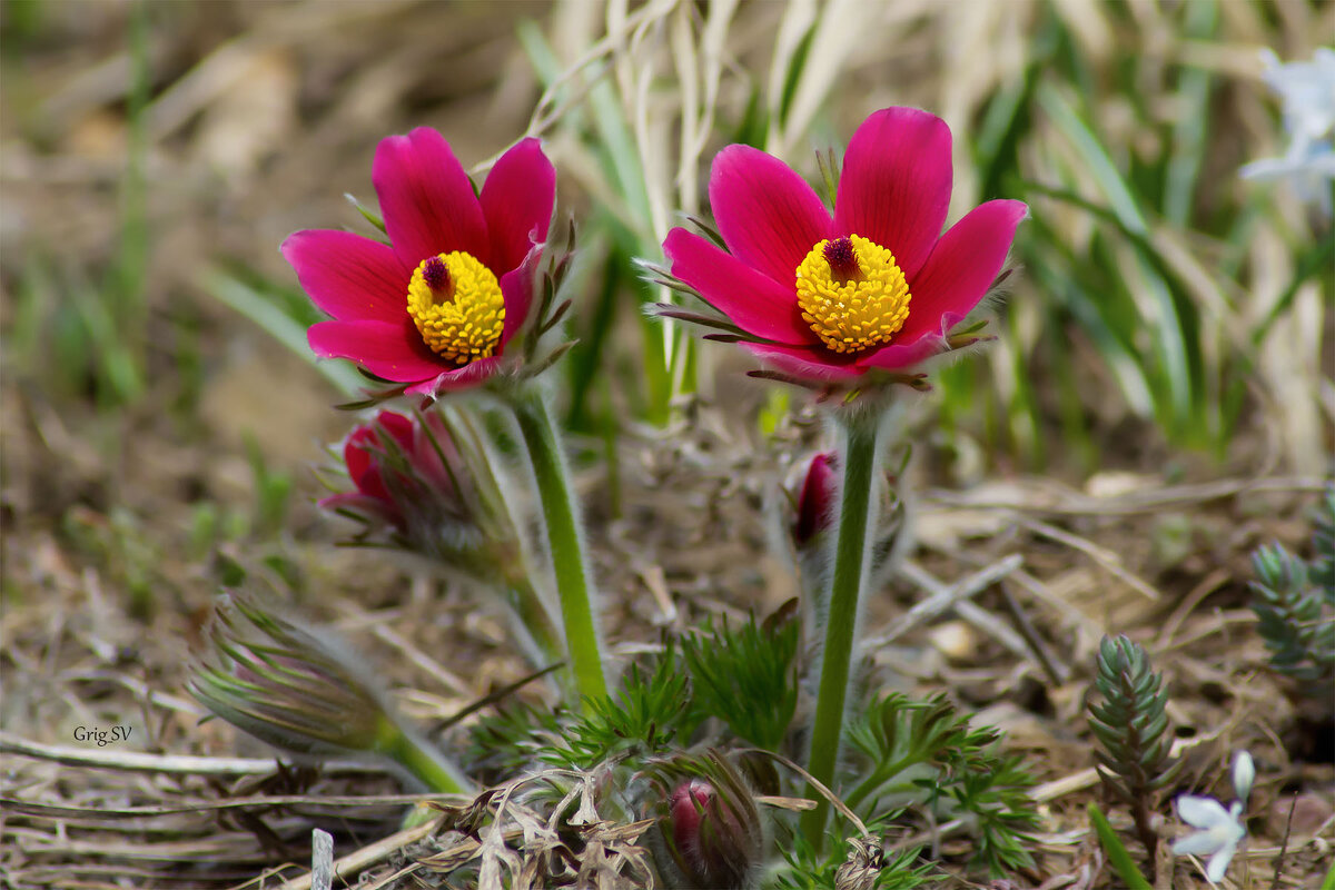 Прострел (сон трава) - Светлана Григорьева