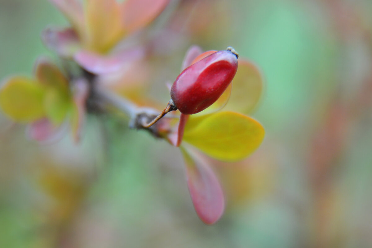 Палитра Весны... - Надежда Куркина 