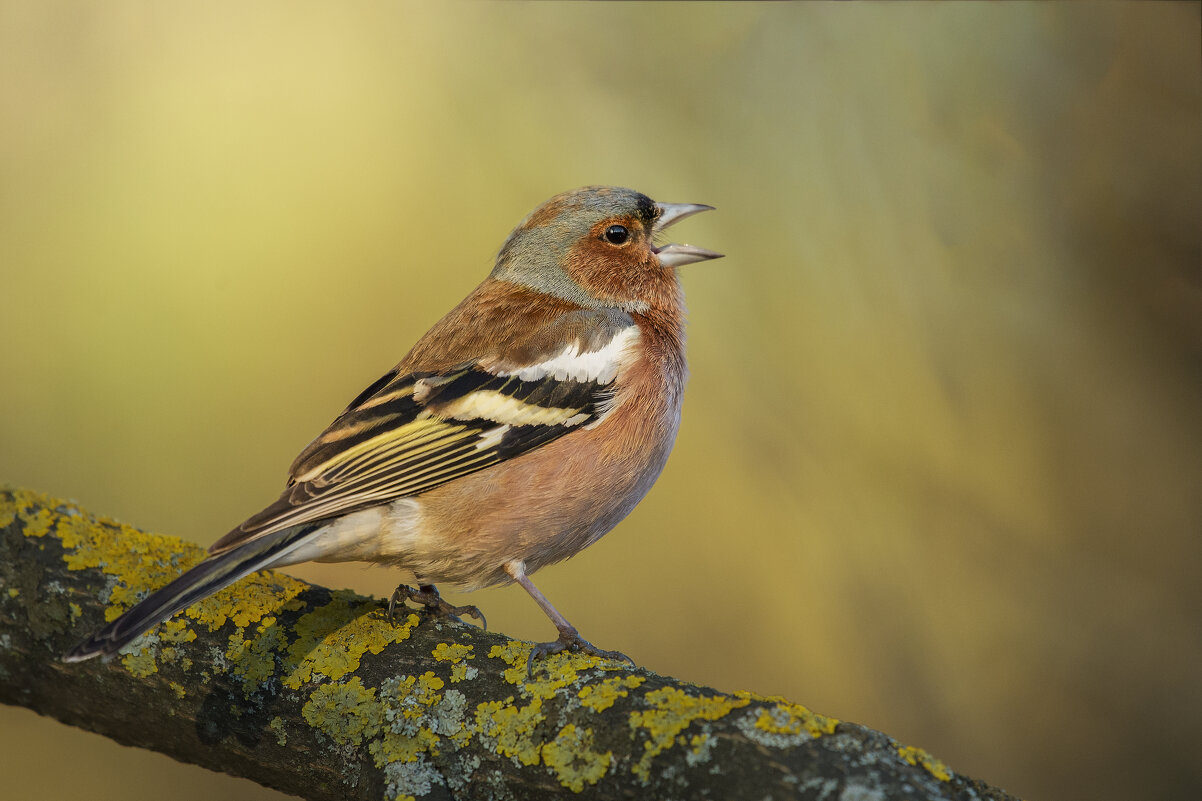 Пение зяблика - Максим Вышарь