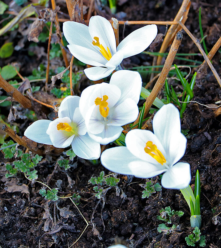 Весна идёт! - Светлана 