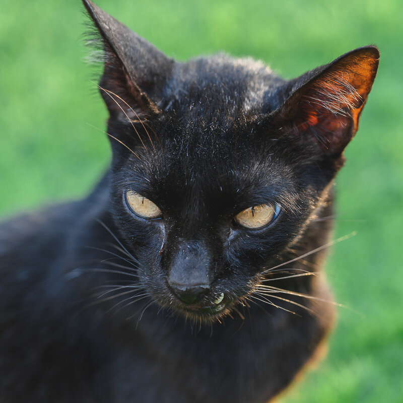 ... - Жора Житников