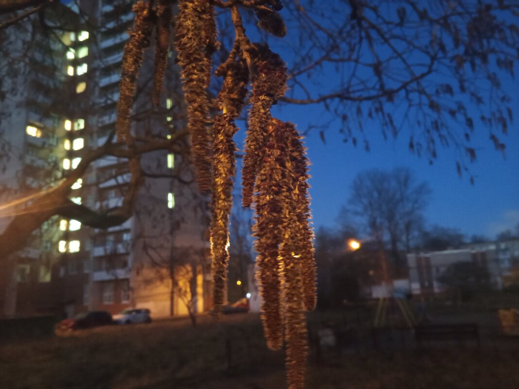 Осина - Сапсан 