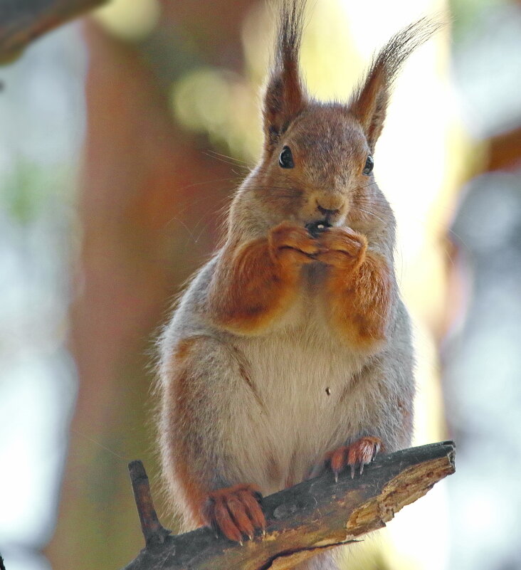 в тени ... - Andrey Bragin 