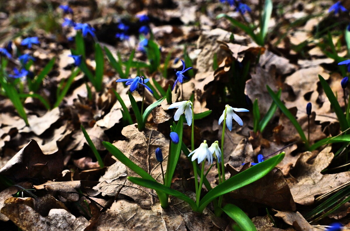 каприз природы... - Александр Герасенков