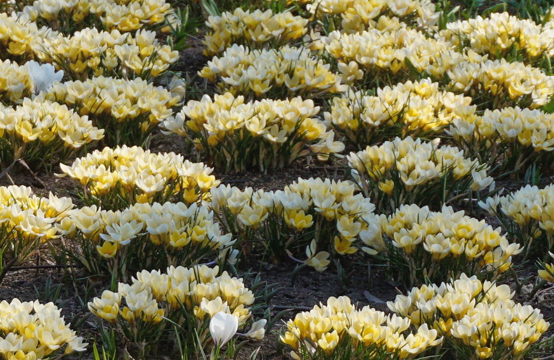 Крокусы в Зарядье - Ольга 