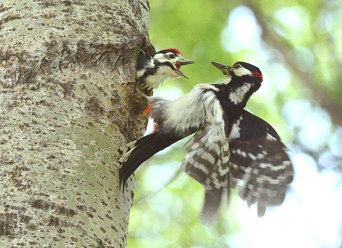 Я голодный - посудите сами... - Михаил Белоусов