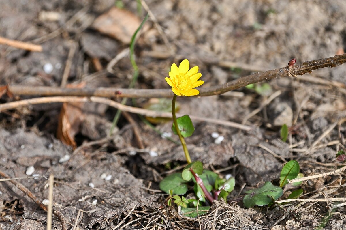 Чистяк весенний - Валерий Иванович