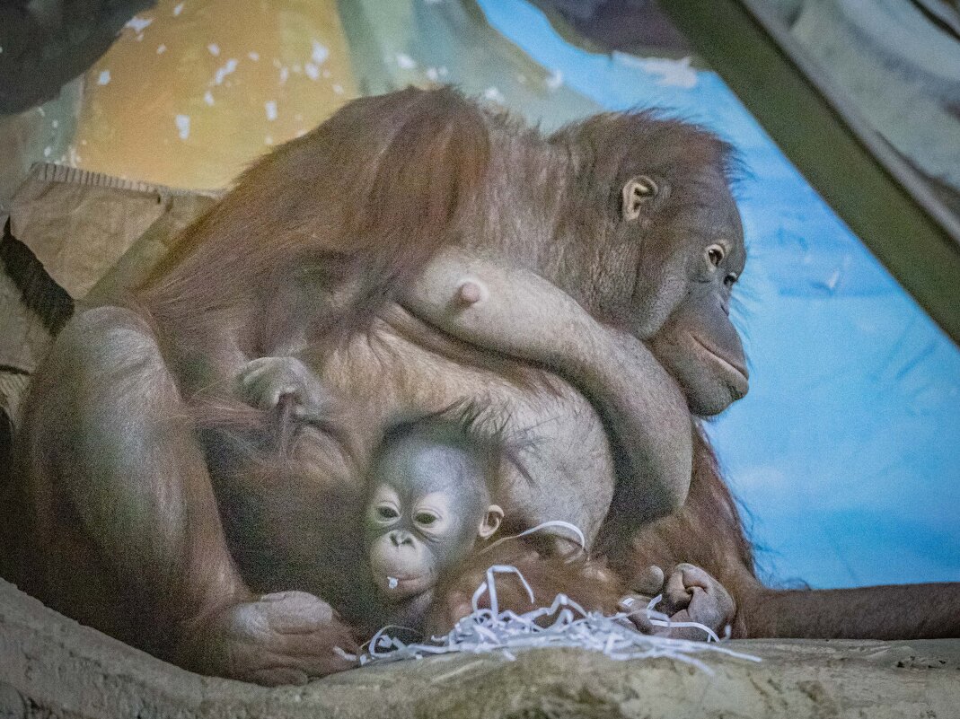 С мамой Мишель. - Аркадий Лаптенко