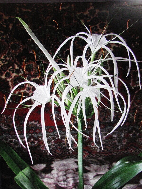 Гименокаллис цветёт - Людмила Смородинская