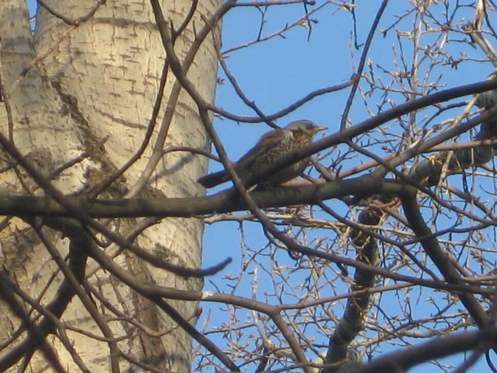 Дрозд на ветке - Дмитрий Никитин