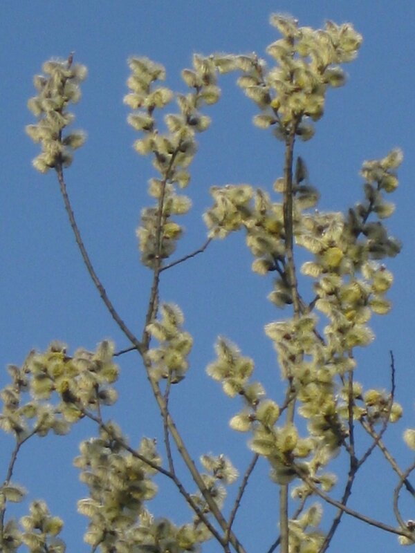 Зеленеют деревья весной - Дмитрий Никитин