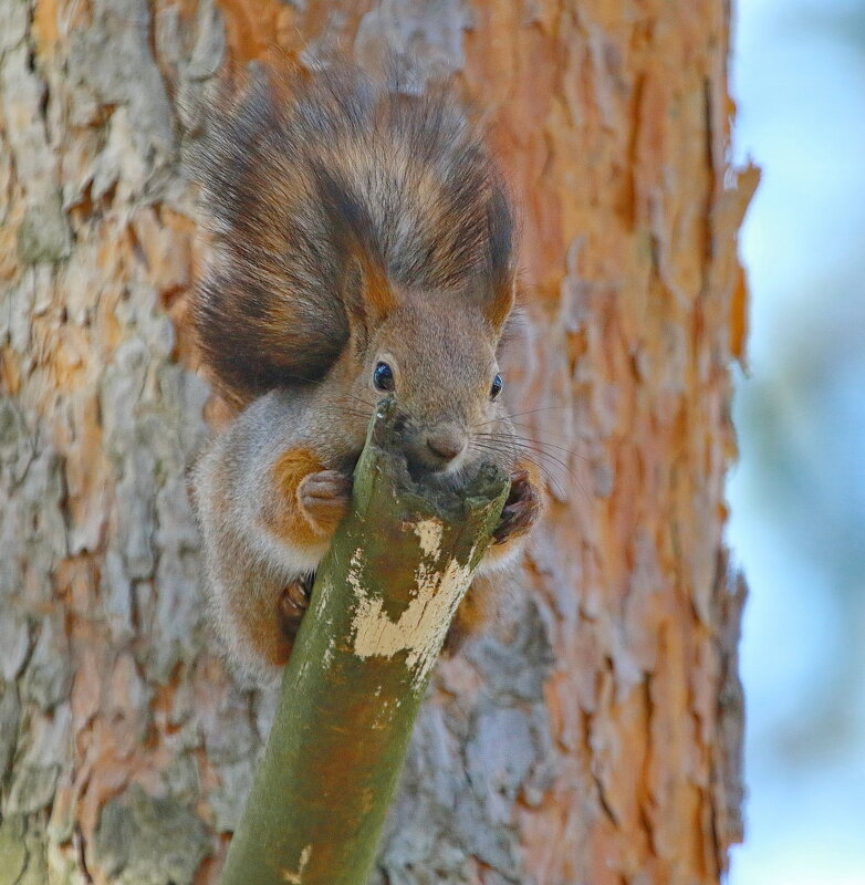 ...спряталась... - Andrey Bragin 