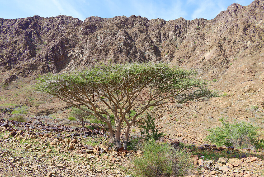 В горах ОАЭ - Галина Ильясова