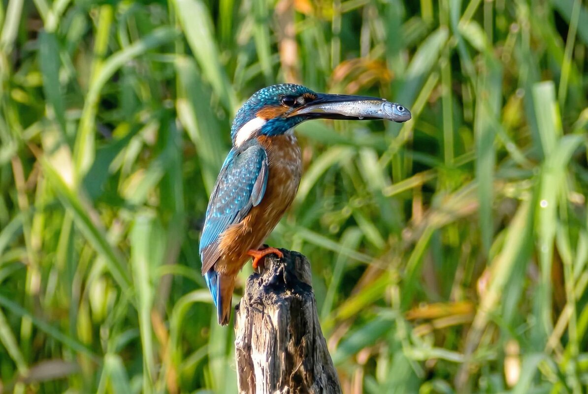 Зимородок на рыбалке - Владислав Иопек