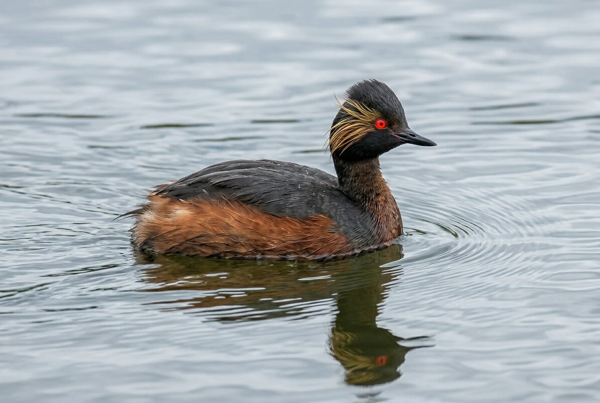 Черношейная поганка - Владислав Иопек