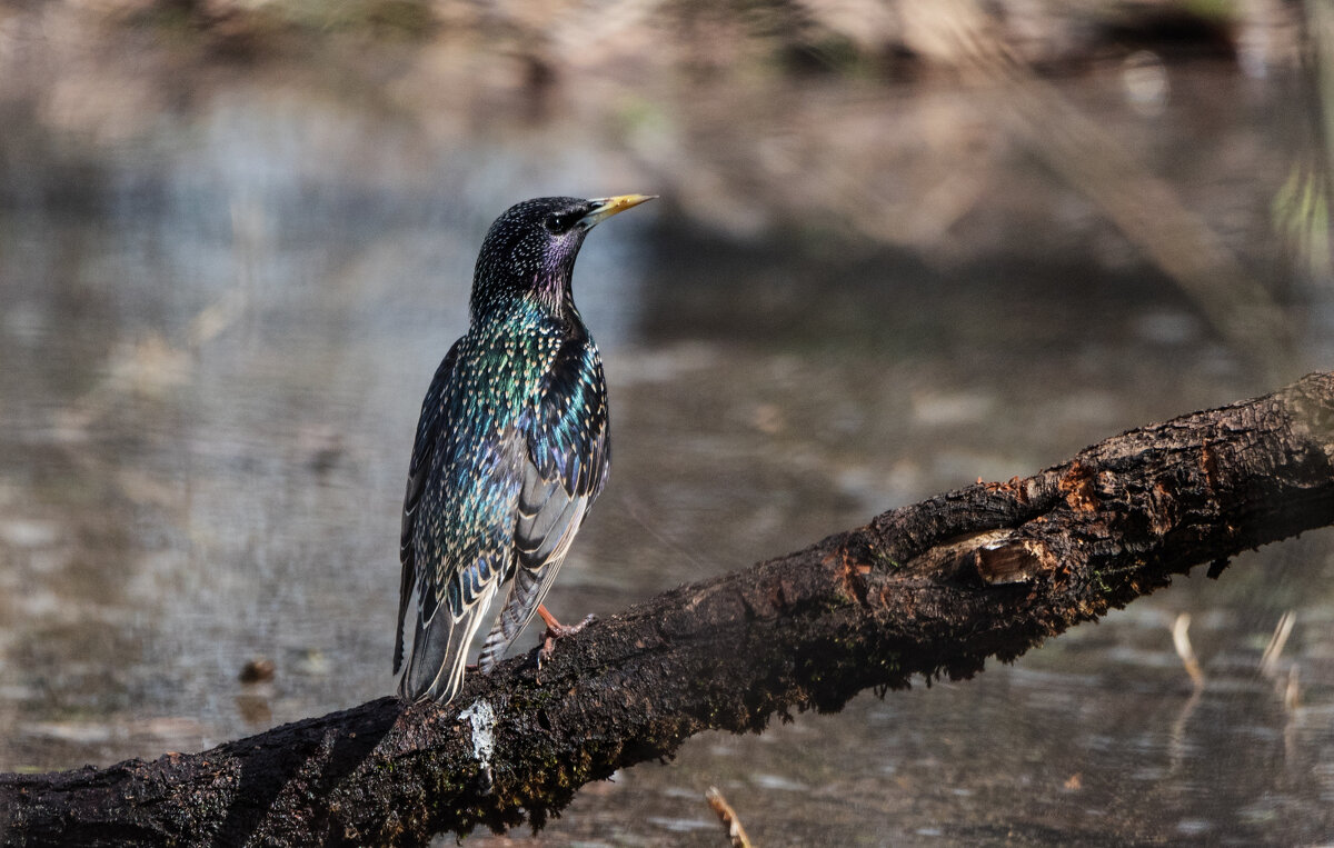 Весна. Скворцы прилетели. - Владимир Безбородов