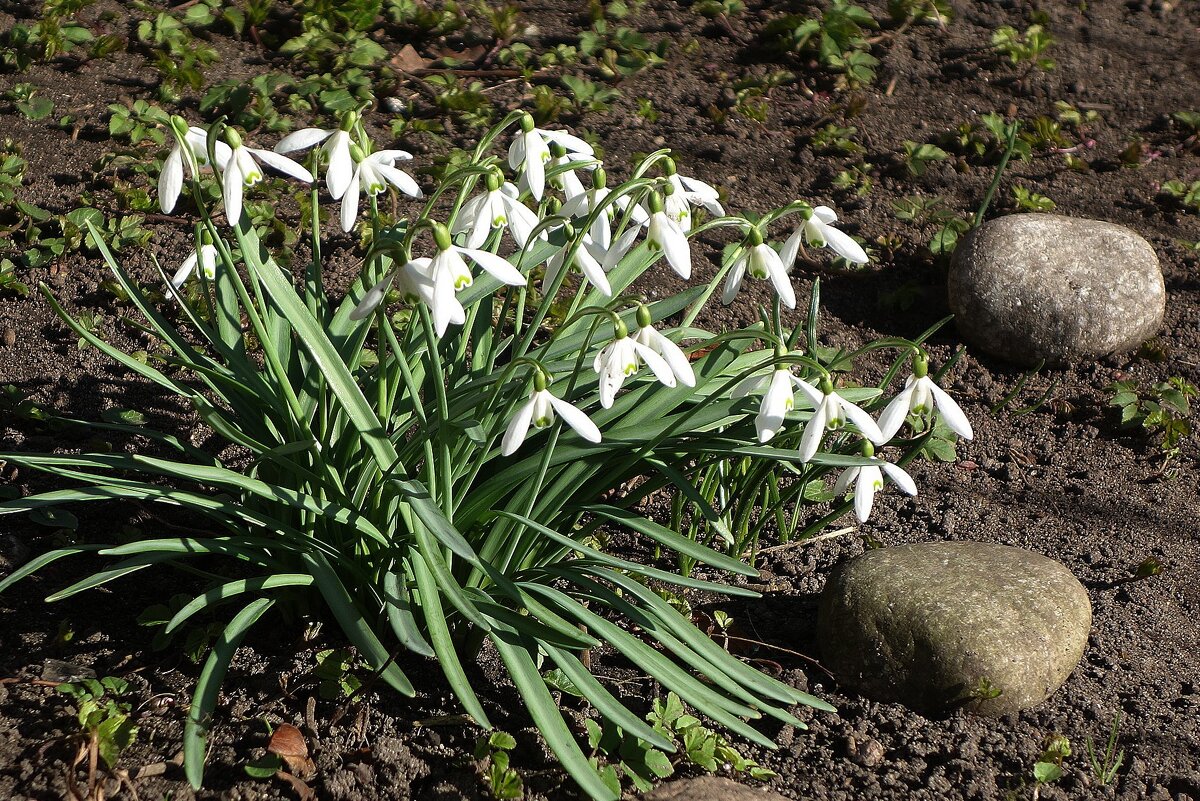 Подснежники - Рита Симонова