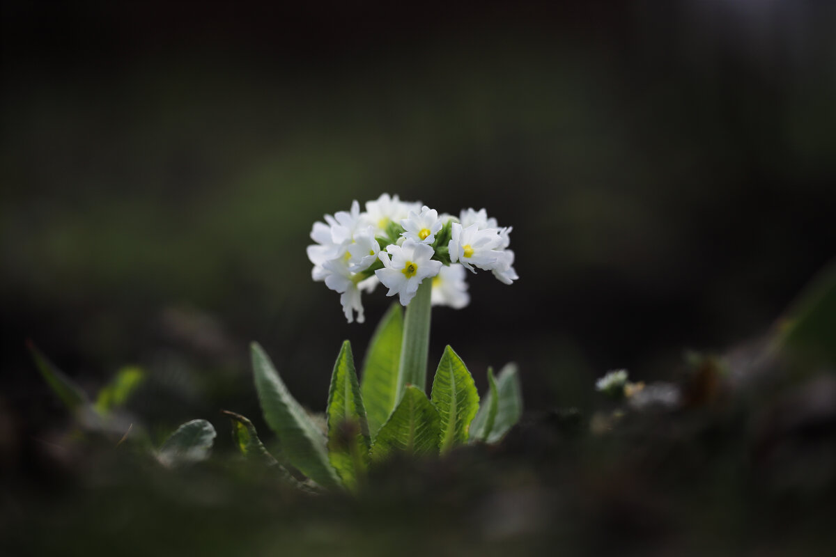 Примула - Игорь Шевченко