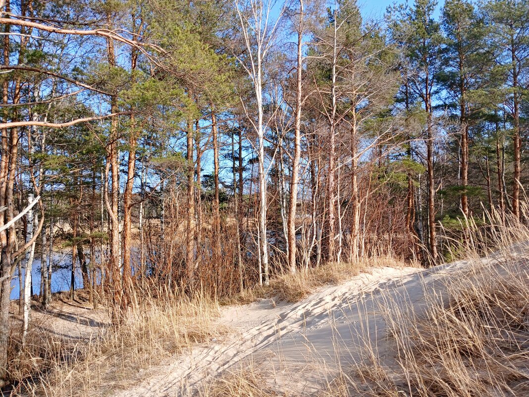 Река, сосны и белый песок... - Лия ☼