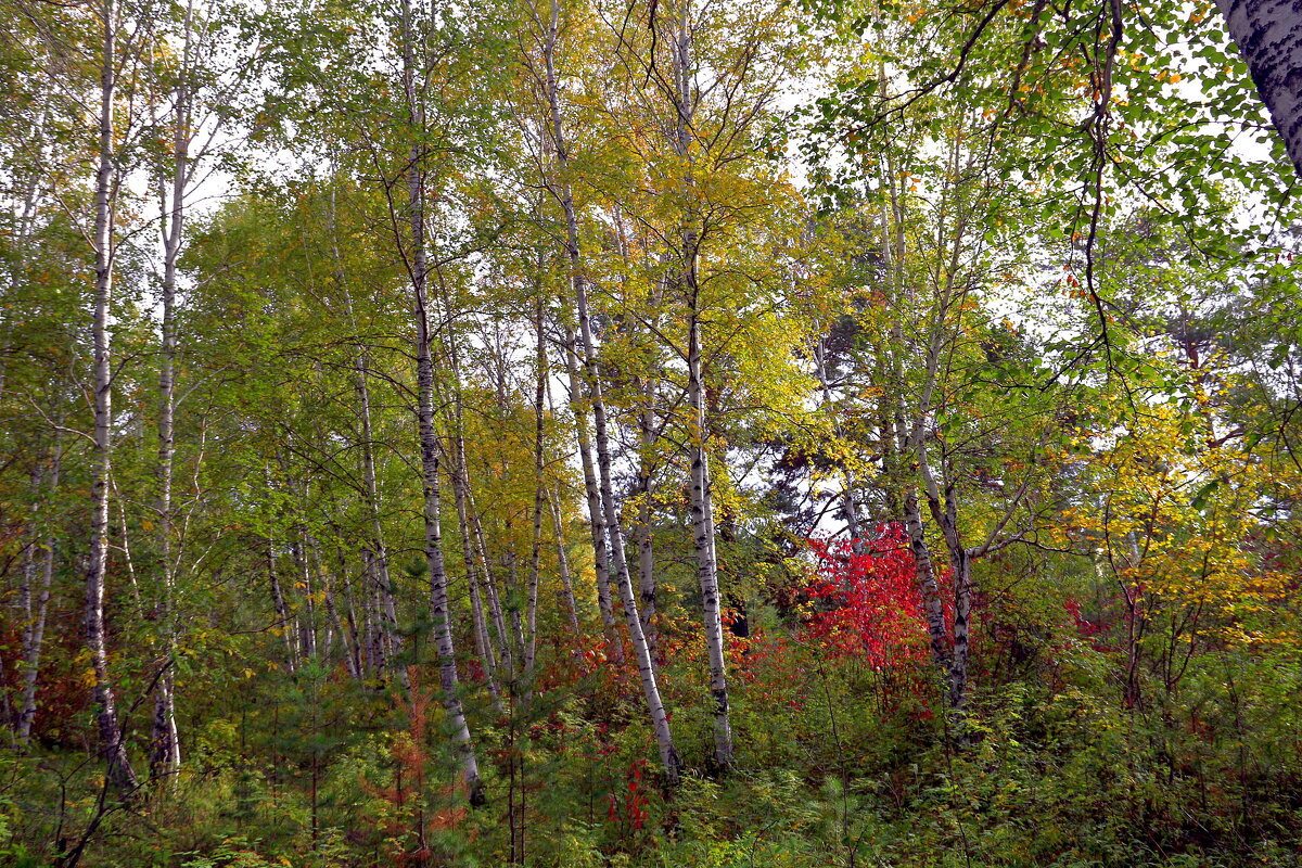 В осеннем лесу - Мишель71 