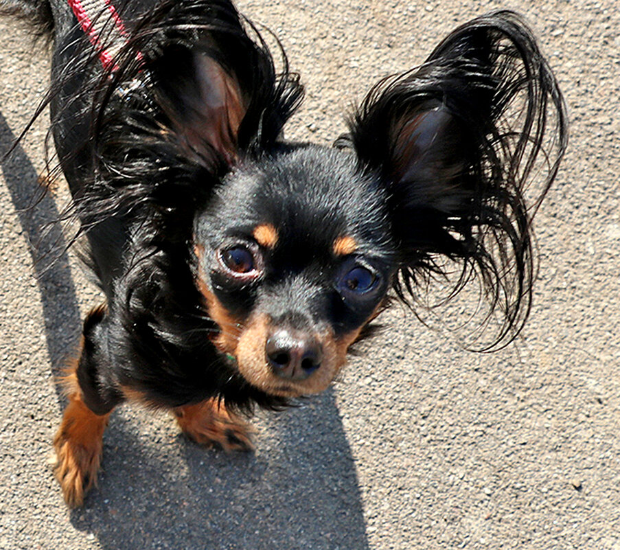 Портрет ушастика - Светлана 