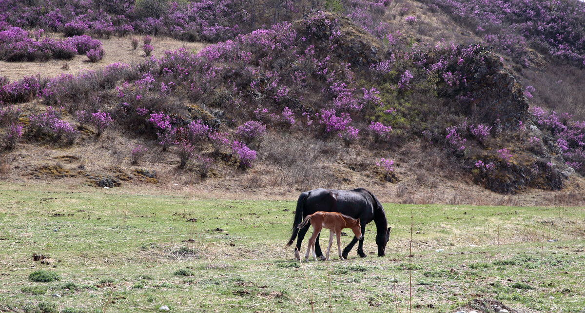 Когда цветёт маральник... - владимир 