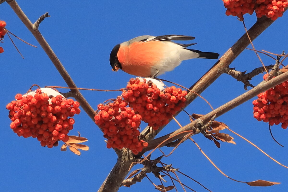 В ясный морозный день - Галина Козлова 