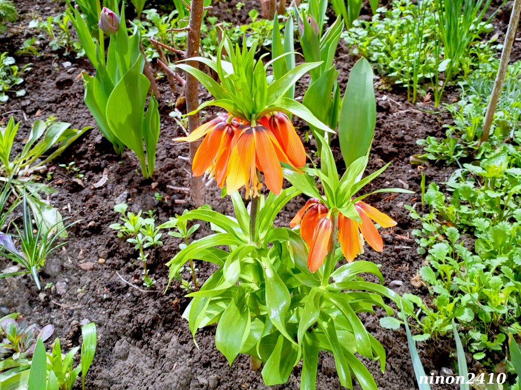 Весна на ростовских улицах - Нина Бутко