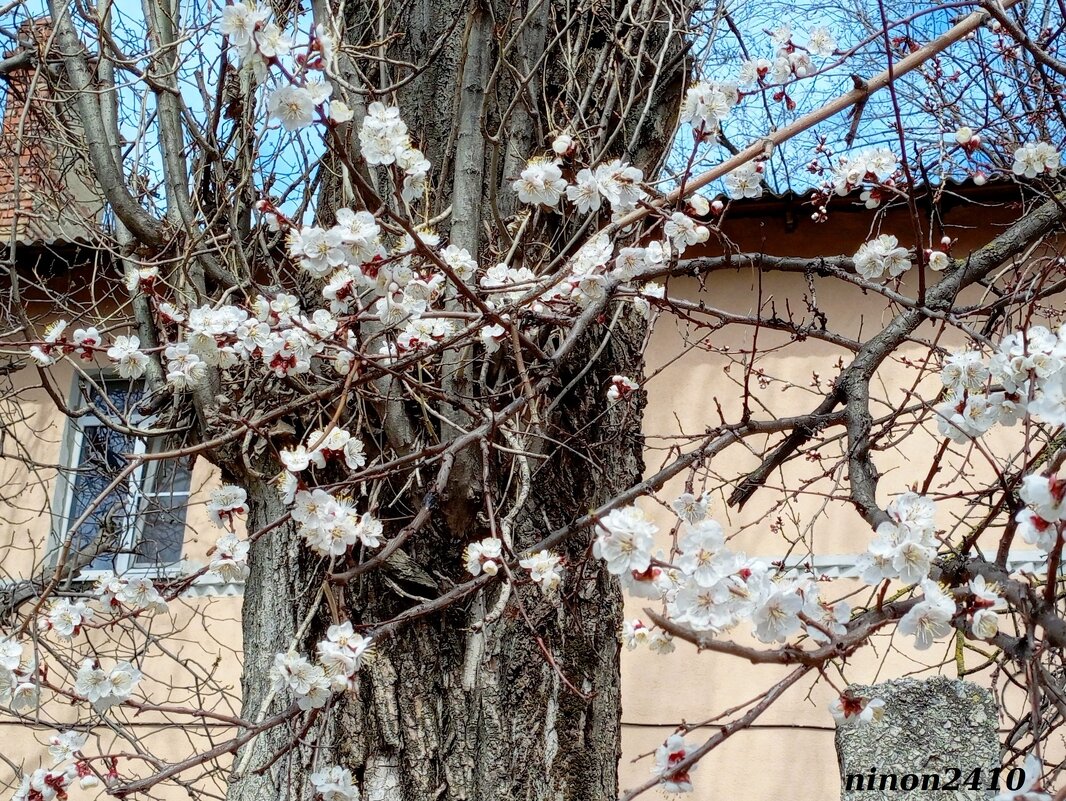 Весна на ростовских улицах - Нина Бутко