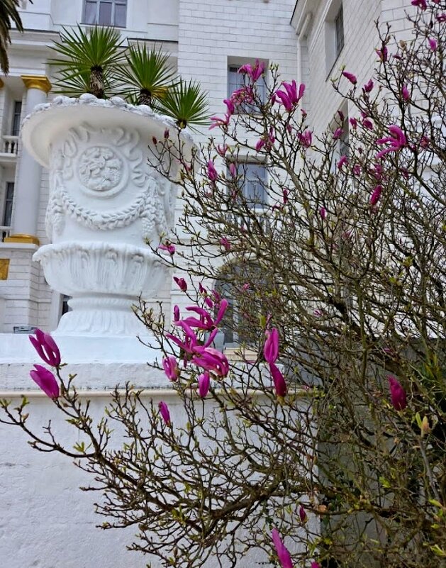 МАГНОЛИЯ - Tata Wolf