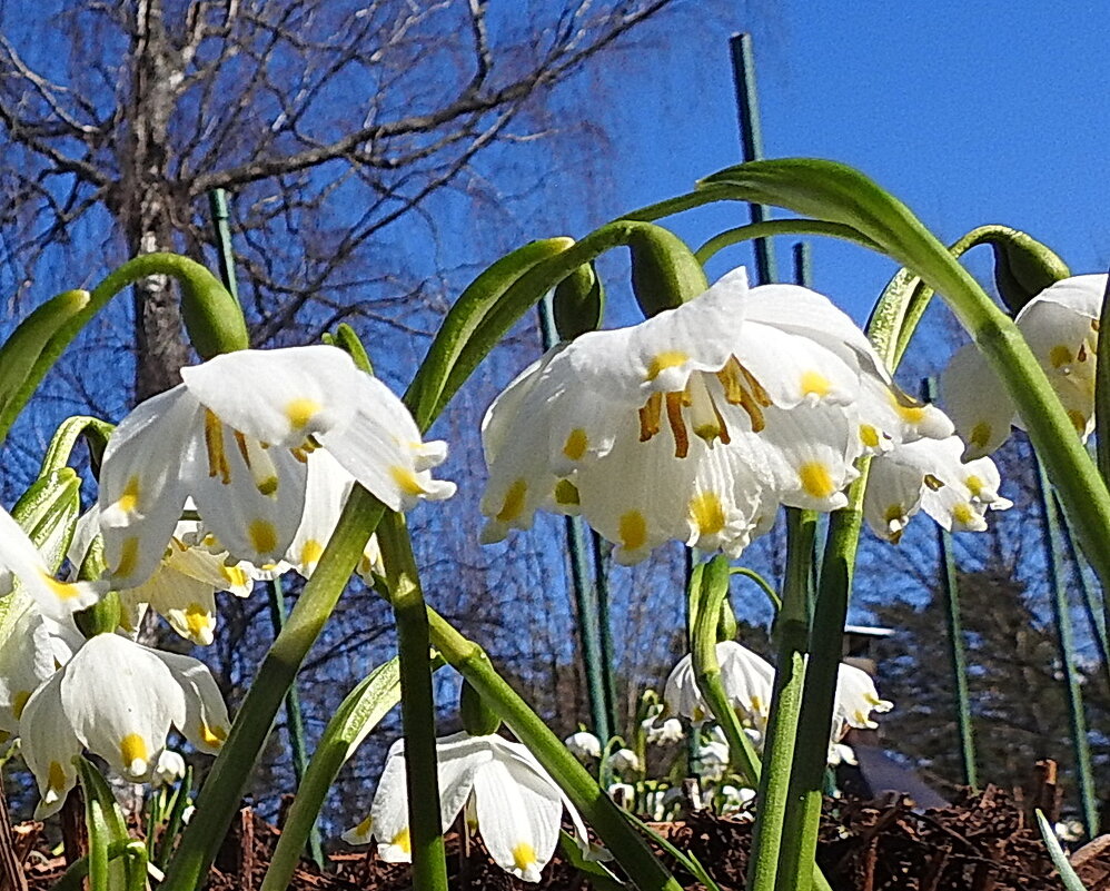 весна - ИННА ПОРОХОВА