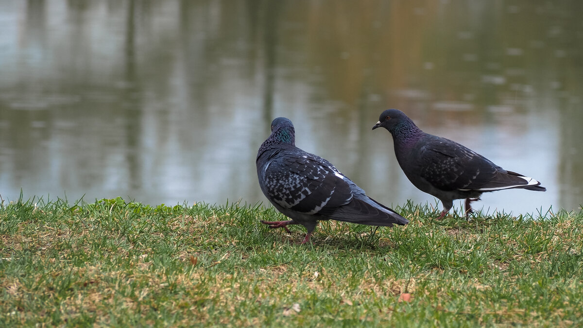 Из Жизни Пернатых - юрий поляков