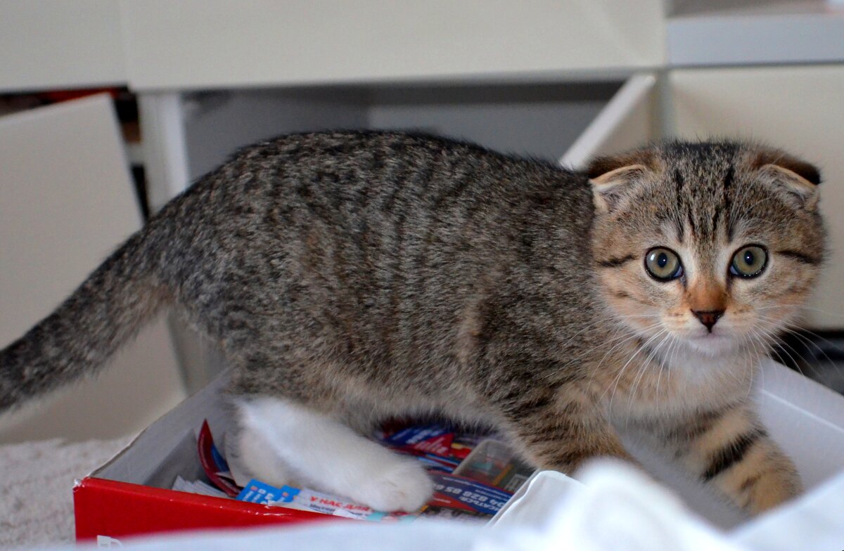 Котейка - Savayr 