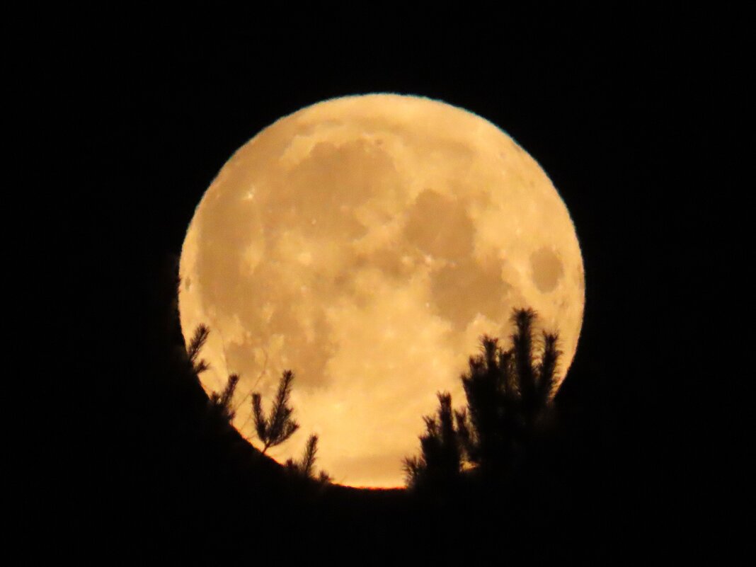 Обещали малиновую луну,но была такая сегодня с 5.10 до 5.50 мин. - Ольга Митрофанова