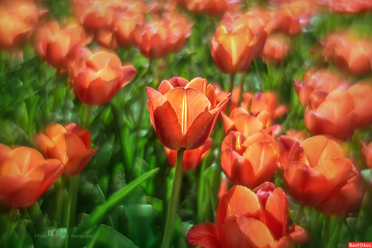 Тюльпановые огоньки - Игорь Сарапулов