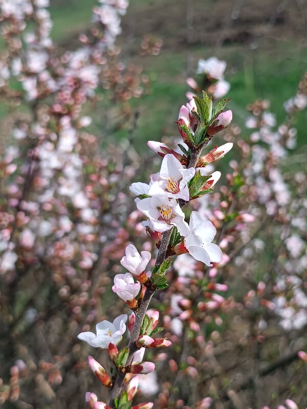 Фруктовые деревья цветут кустик - Вячеслав Коломойцев