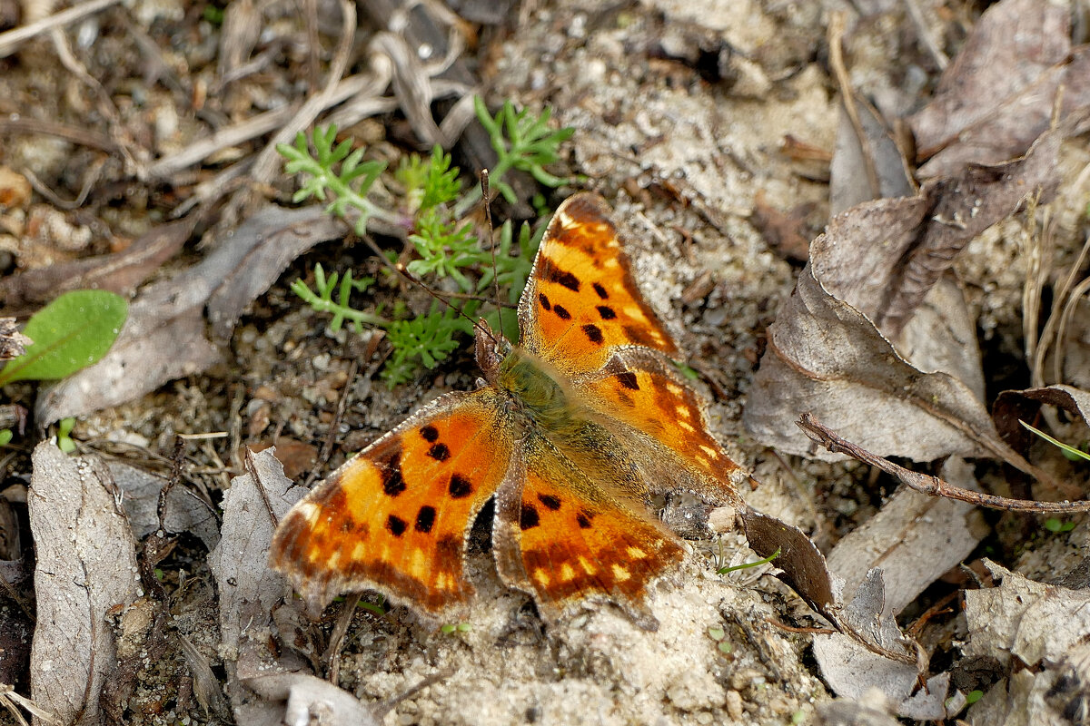 из снятого сегодня 6 - Александр Прокудин