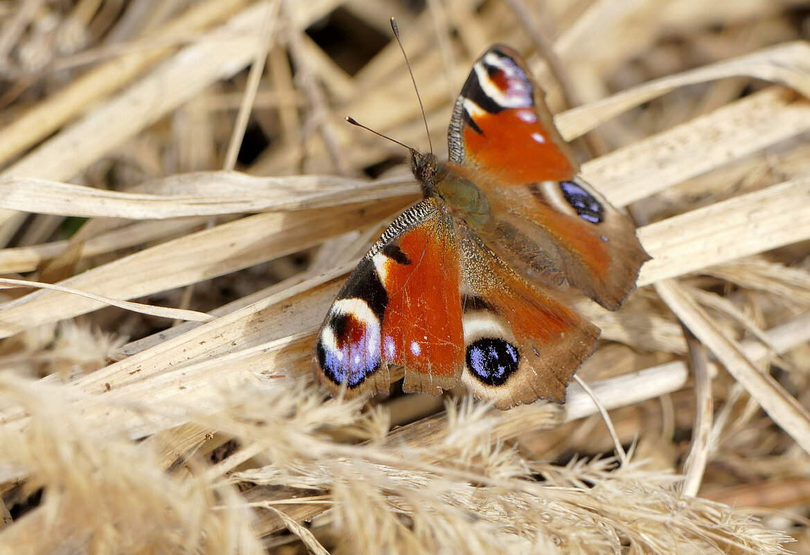 из снятого сегодня 8 - Александр Прокудин