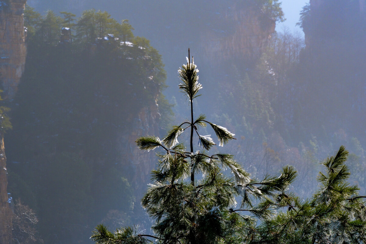 В парке "Аватар" в тумане - Георгий А