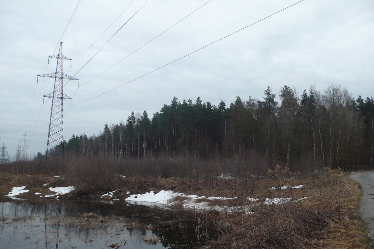 ЛЭП и лес. - Михаил Елочкин