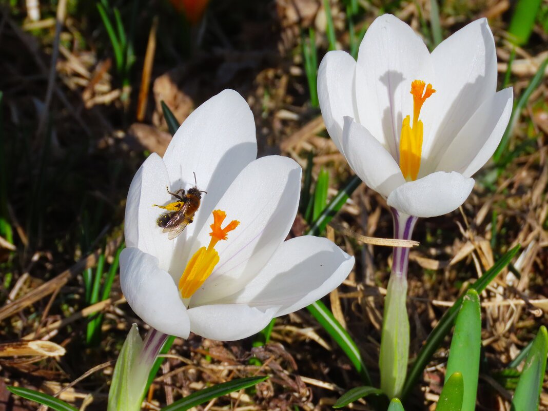 Первые и очень милые. - Ольга Митрофанова